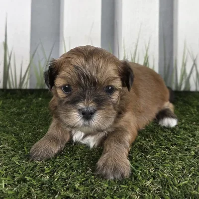 Male Lhasa Apso Puppy for Sale in Schererville, IN