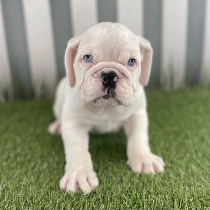 Female Victorian Bulldog Puppy for Sale in Schererville, IN