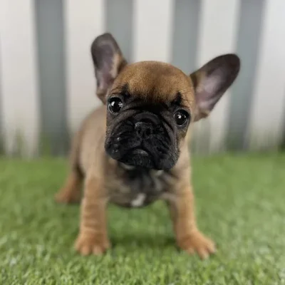 Female French Bulldog Puppy for Sale in Schererville, IN