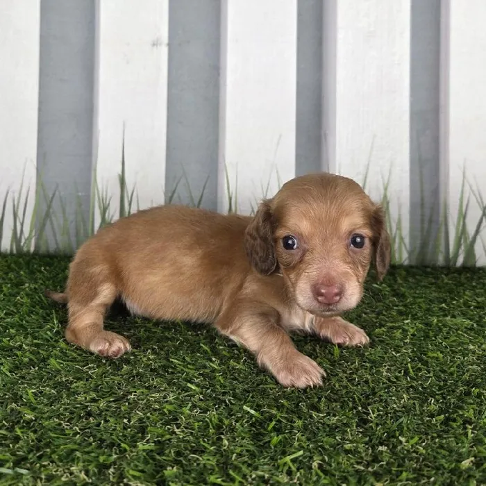 Male Miniature Dachshund Puppy for Sale in Schererville, IN