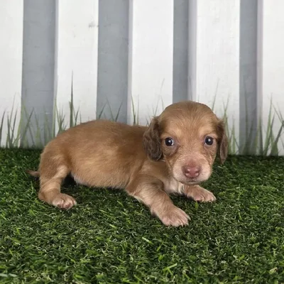 Male Miniature Dachshund Puppy for Sale in Schererville, IN