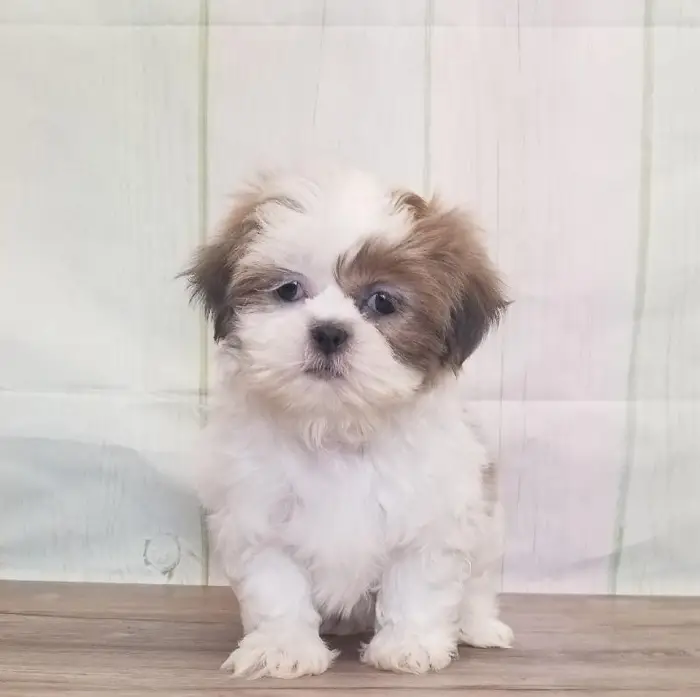 Female Shih Tzu Puppy for Sale in Schererville, IN