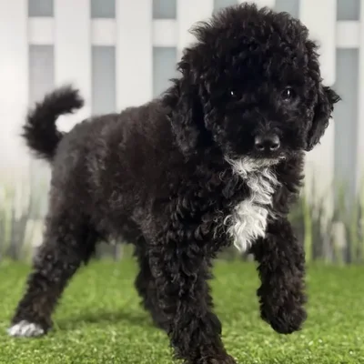 Female Miniature Goldendoodle Puppy for Sale in Indianapolis, IN