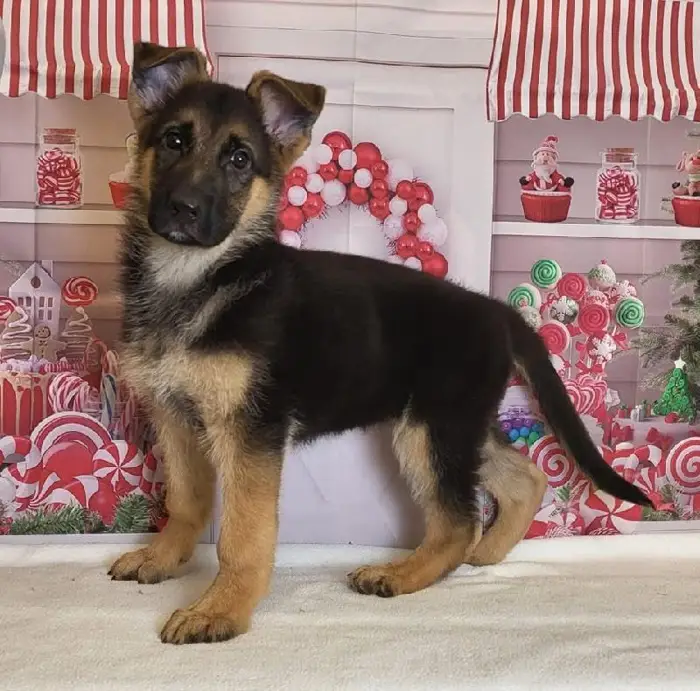 Male German Shepherd Puppy for Sale in Schererville, IN
