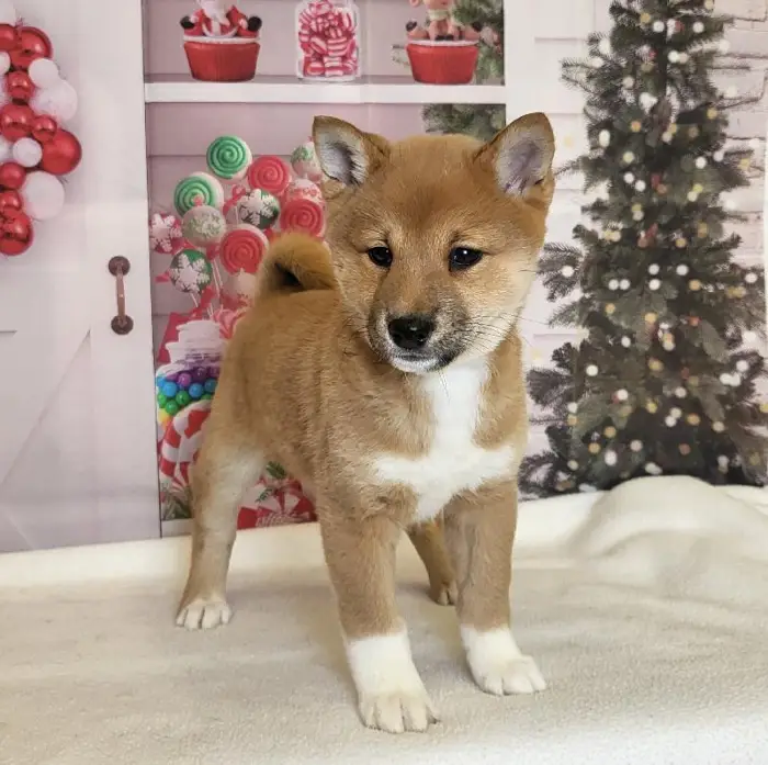 Female Shiba Inu Puppy for Sale in Schererville, IN