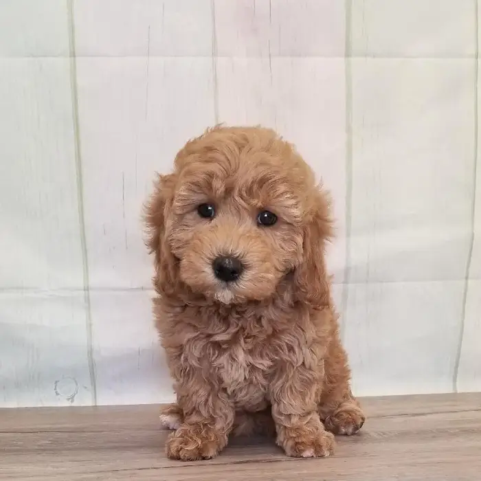 Female Miniature Goldendoodle Puppy for Sale in Schererville, IN