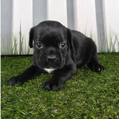 Female Boston Spaniel Puppy for Sale in Schererville, IN