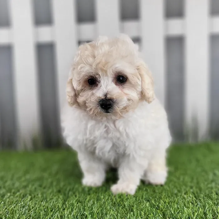 Male Maltipoo Puppy for Sale in Schererville, IN