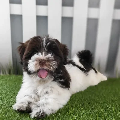 Female Havanese Puppy for Sale in Schererville, IN