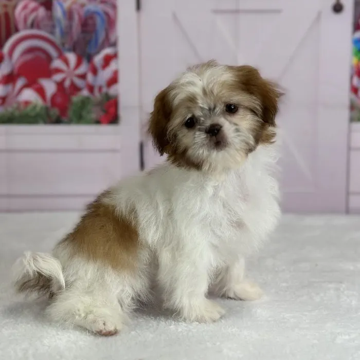 Female Shih Tzu Puppy for Sale in Indianapolis, IN