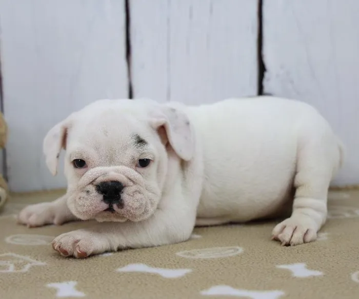 Male Victorian Bulldog Puppy for Sale in Schererville, IN