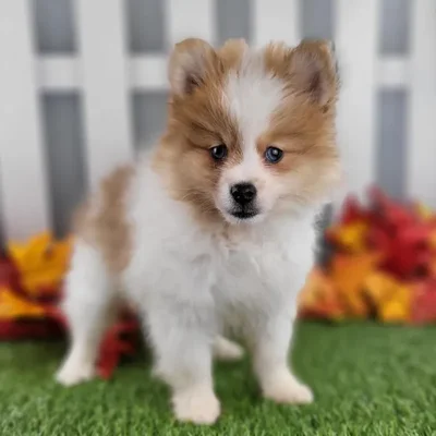 Male Pomeranian Puppy for Sale in Schererville, IN