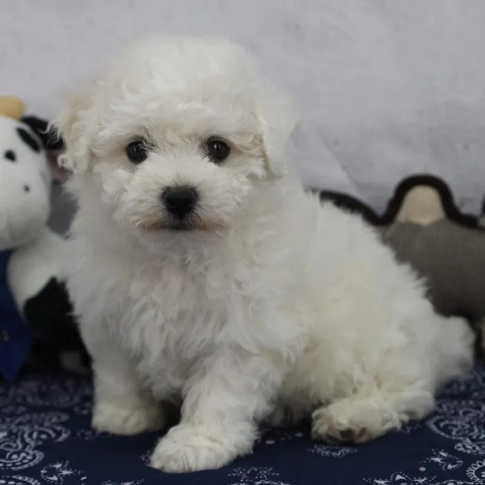 Female Bichon Frise Puppy for Sale in Schererville, IN