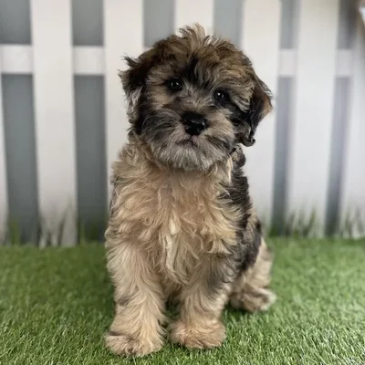 Male Miniature Whoodle Puppy for Sale in Schererville, IN