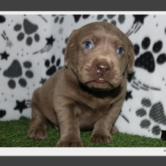 Female Labrador Retriever Puppy for Sale in Schererville, IN