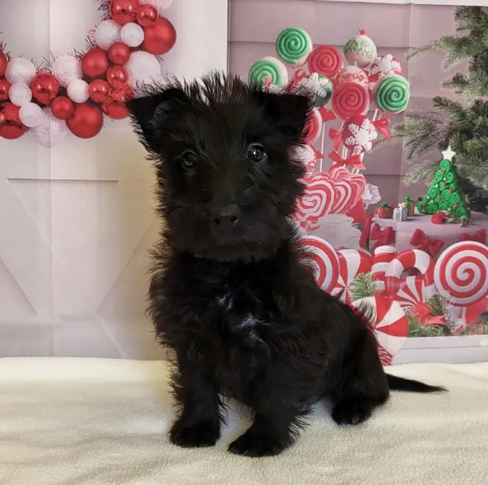 Female Scottish Terrier Puppy for Sale in Schererville, IN