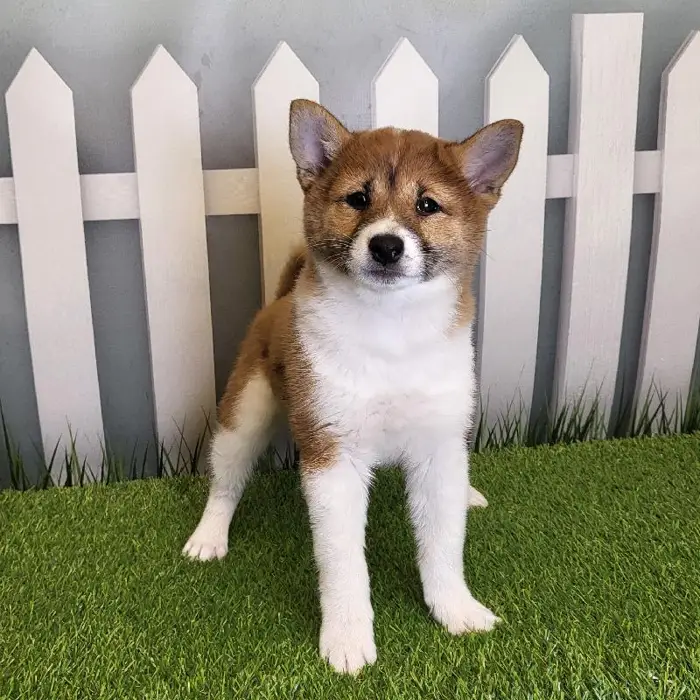 Female Shiba Inu Puppy for Sale in Schererville, IN