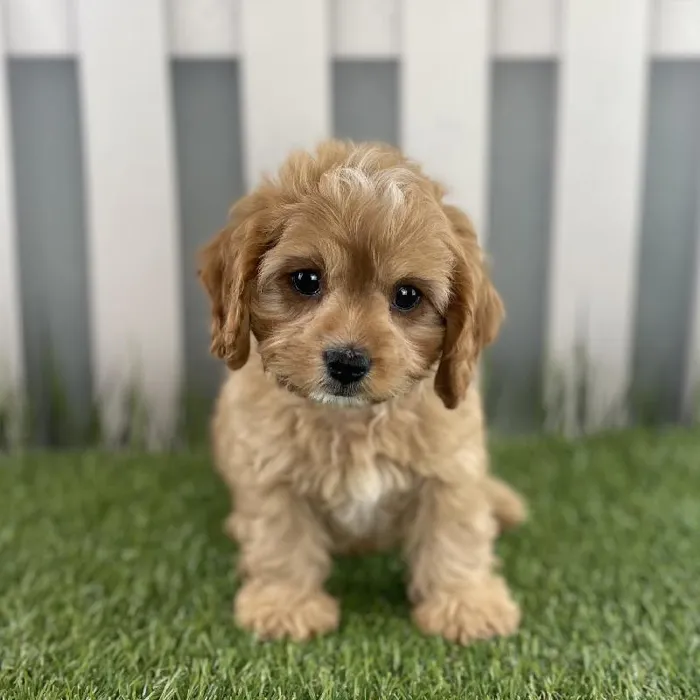 Male Cavapoo Puppy for Sale in Schererville, IN