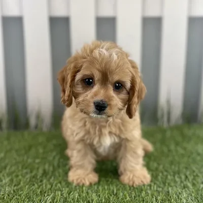 Male Cavapoo Puppy for Sale in Schererville, IN