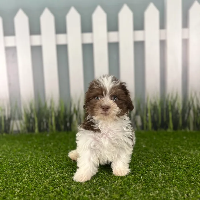 Male Havanese Puppy for Sale in Indianapolis, IN