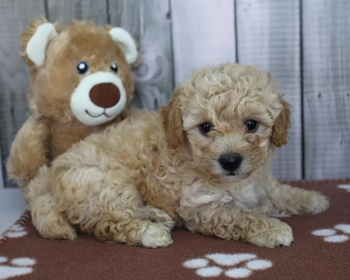 Male Coton-Poo Puppy for Sale in Schererville, IN