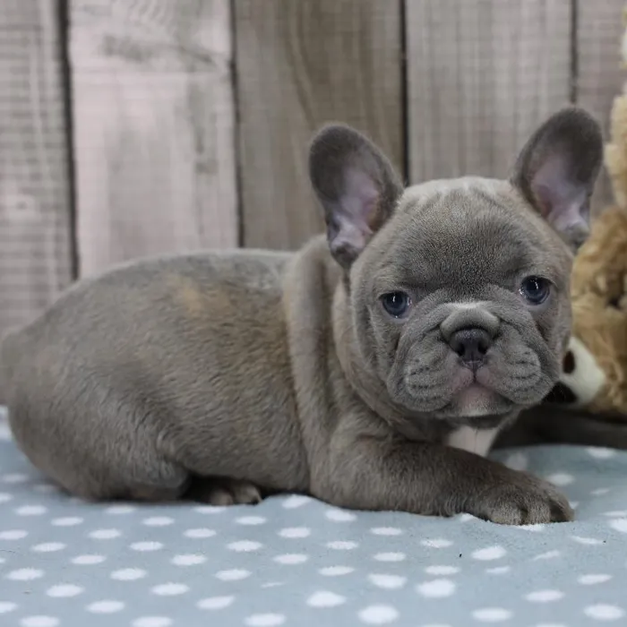 Female French Bulldog Puppy for Sale in Schererville, IN