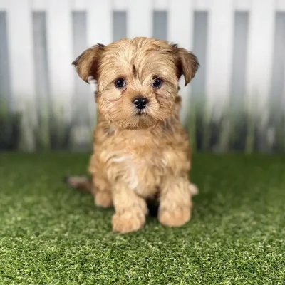 Male Morkie Puppy for Sale in Indianapolis, IN