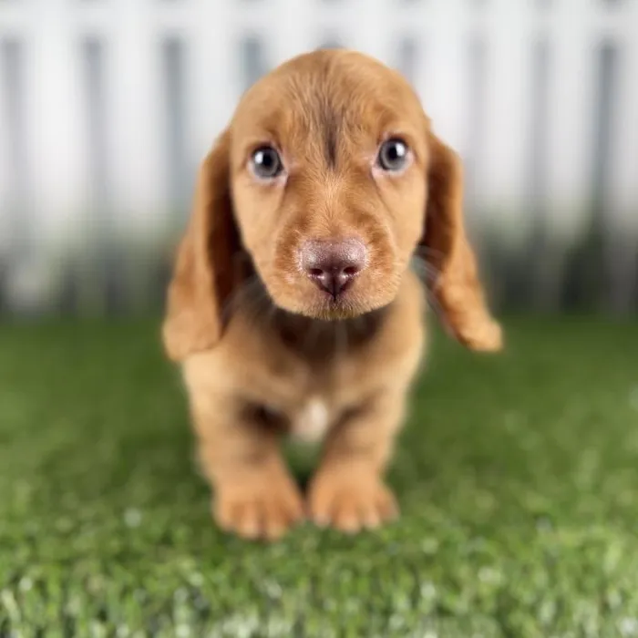 Male Dachshund Puppy for Sale in Indianapolis, IN
