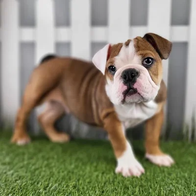 Male Victorian Bulldog Puppy for Sale in Schererville, IN