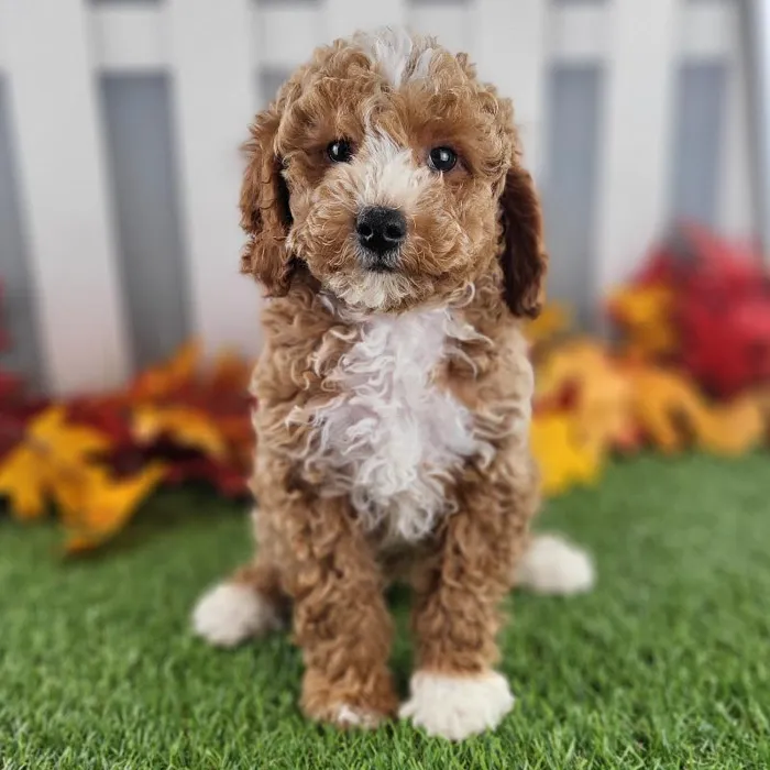Male Miniature Goldendoodle Puppy for Sale in Schererville, IN