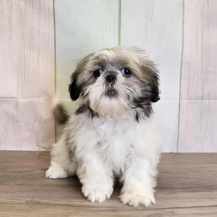 Male Shih Tzu Puppy for Sale in Schererville, IN
