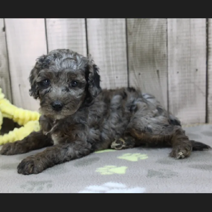 Male Cavapoo Puppy for Sale in Schererville, IN