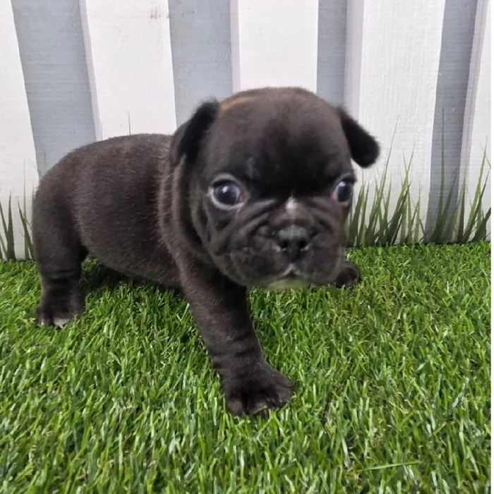 Male French Bulldog Puppy for Sale in Schererville, IN