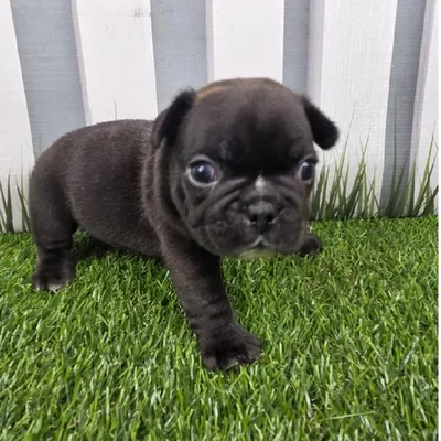 Male French Bulldog Puppy for Sale in Schererville, IN
