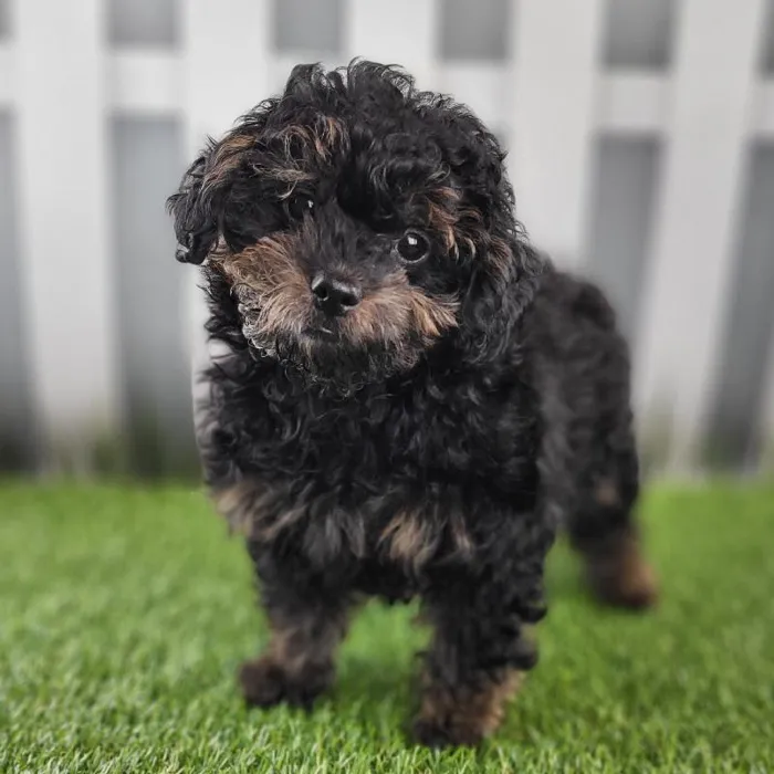 Female ShihPoo Puppy for Sale in Indianapolis, IN