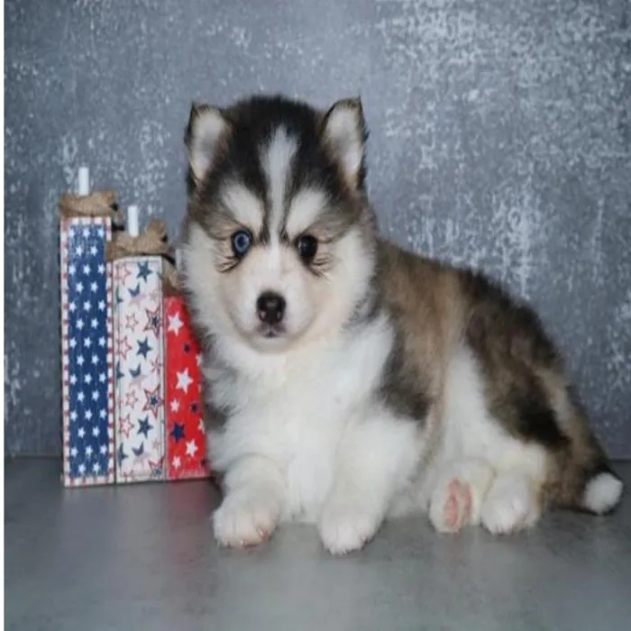 Female Pomsky Puppy for Sale in Schererville, IN