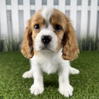 Male Cavalier King Charles Spaniel Puppy for Sale in Indianapolis, IN