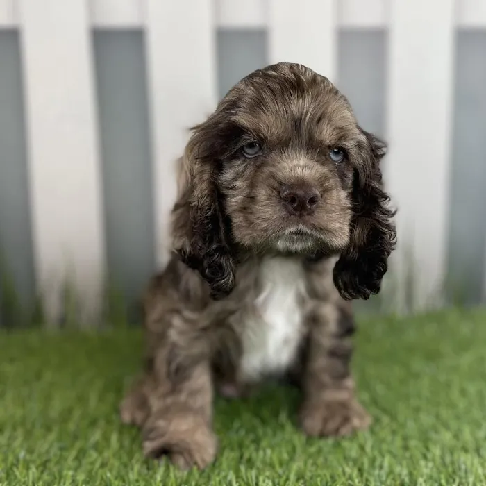 Male Cocker Spaniel Puppy for Sale in Schererville, IN