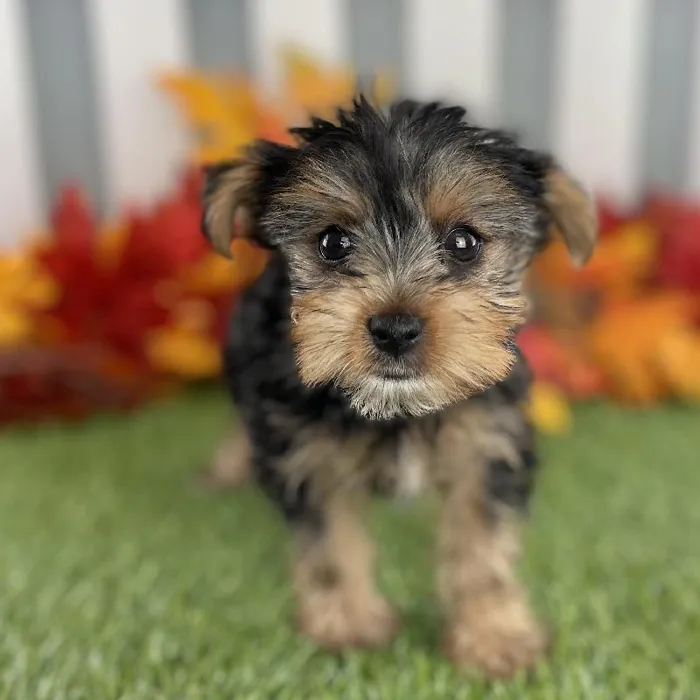 Female Yorkshire Terrier Puppy for Sale in Schererville, IN