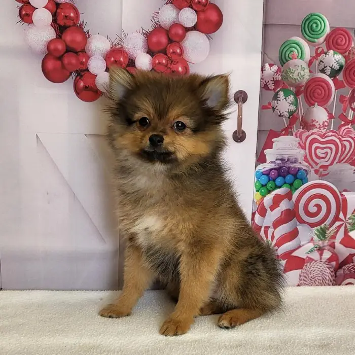 Female Pomeranian Puppy for Sale in Schererville, IN