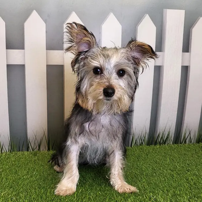 Female Yorkshire Terrier Puppy for Sale in Indianapolis, IN