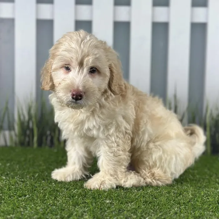 Male Miniature Whoodle Puppy for Sale in Indianapolis, IN