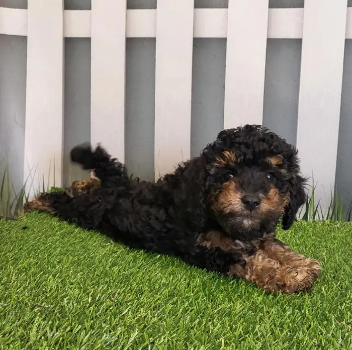 Male Cavapoo Puppy for Sale in Schererville, IN