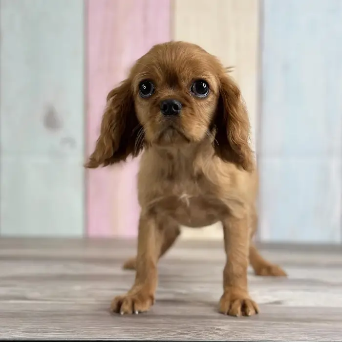 Female Cavalier King Charles Spaniel Puppy for Sale in Schererville, IN