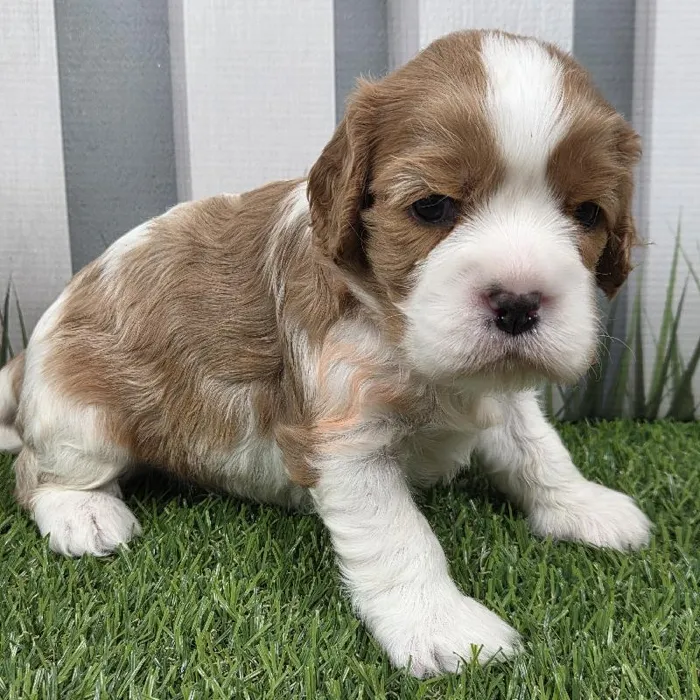Male Cavalier King Charles Spaniel Puppy for Sale in Schererville, IN