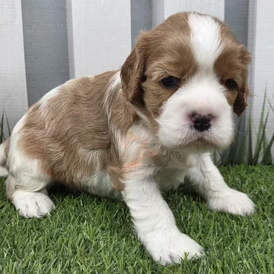 Male Cavalier King Charles Spaniel Puppy for Sale in Schererville, IN