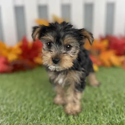 Female Yorkshire Terrier Puppy for Sale in Schererville, IN