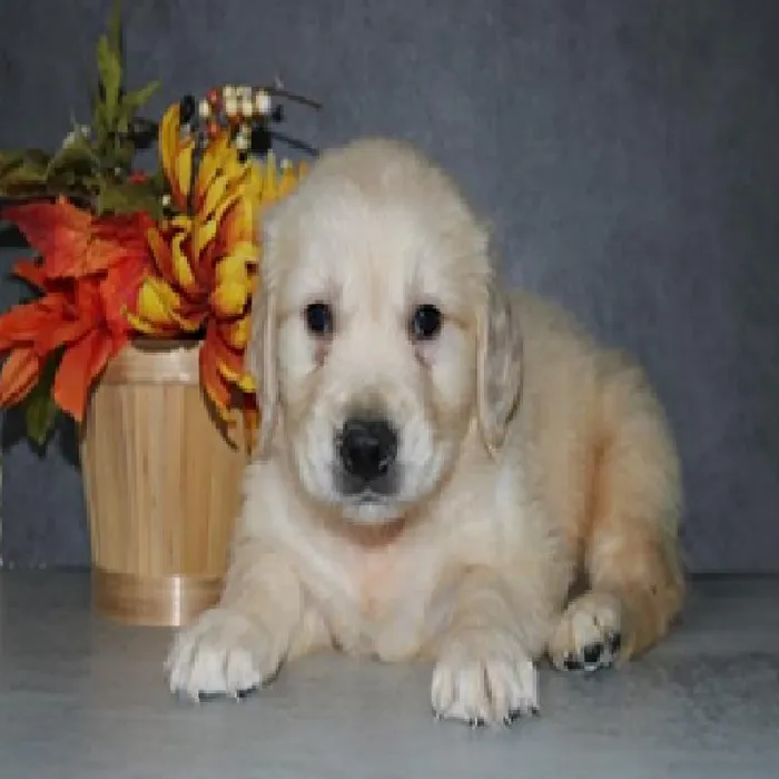 Male Golden Retriever Puppy for Sale in Schererville, IN
