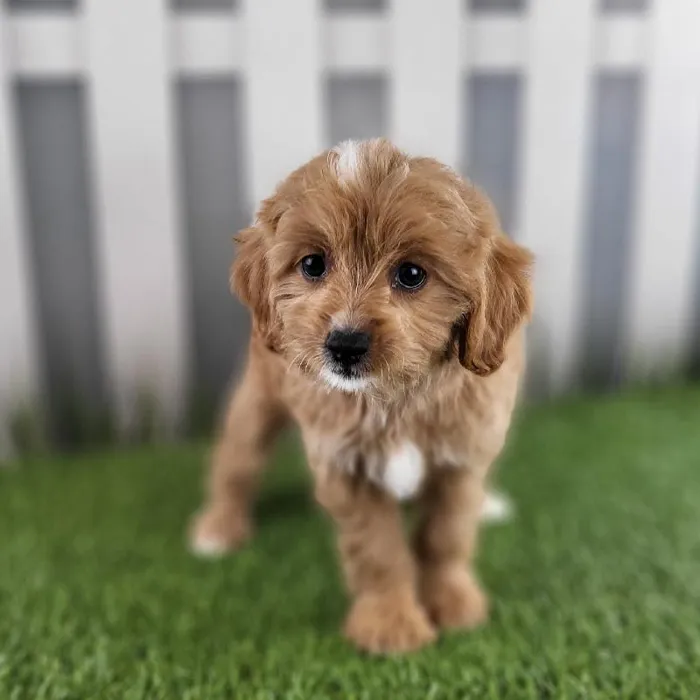 Female Cavapoo Puppy for Sale in Schererville, IN