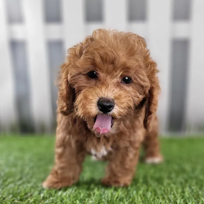 Female Cavapoo Puppy for Sale in Schererville, IN